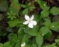 Anemonastrum deltoideum