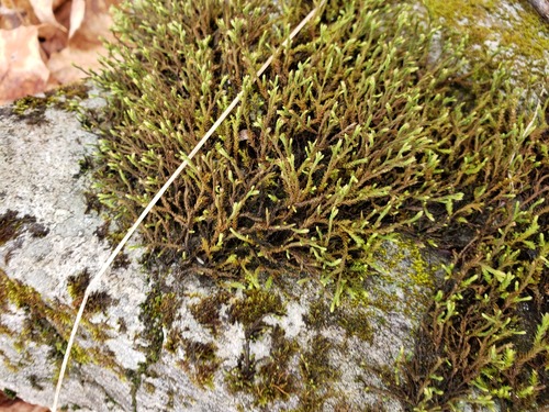 Green Hoar-moss (Hedwigia filiformis)