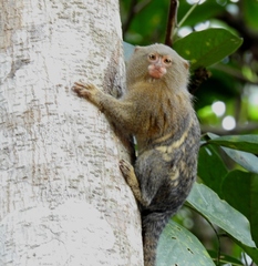 Cebuella niveiventris