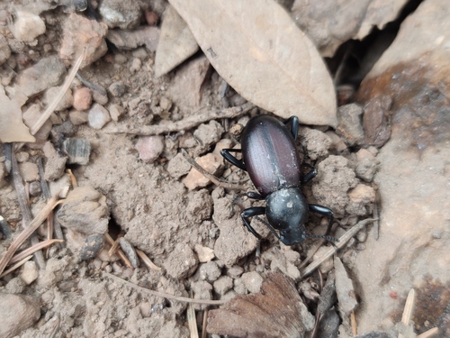 Coelocnemis magna