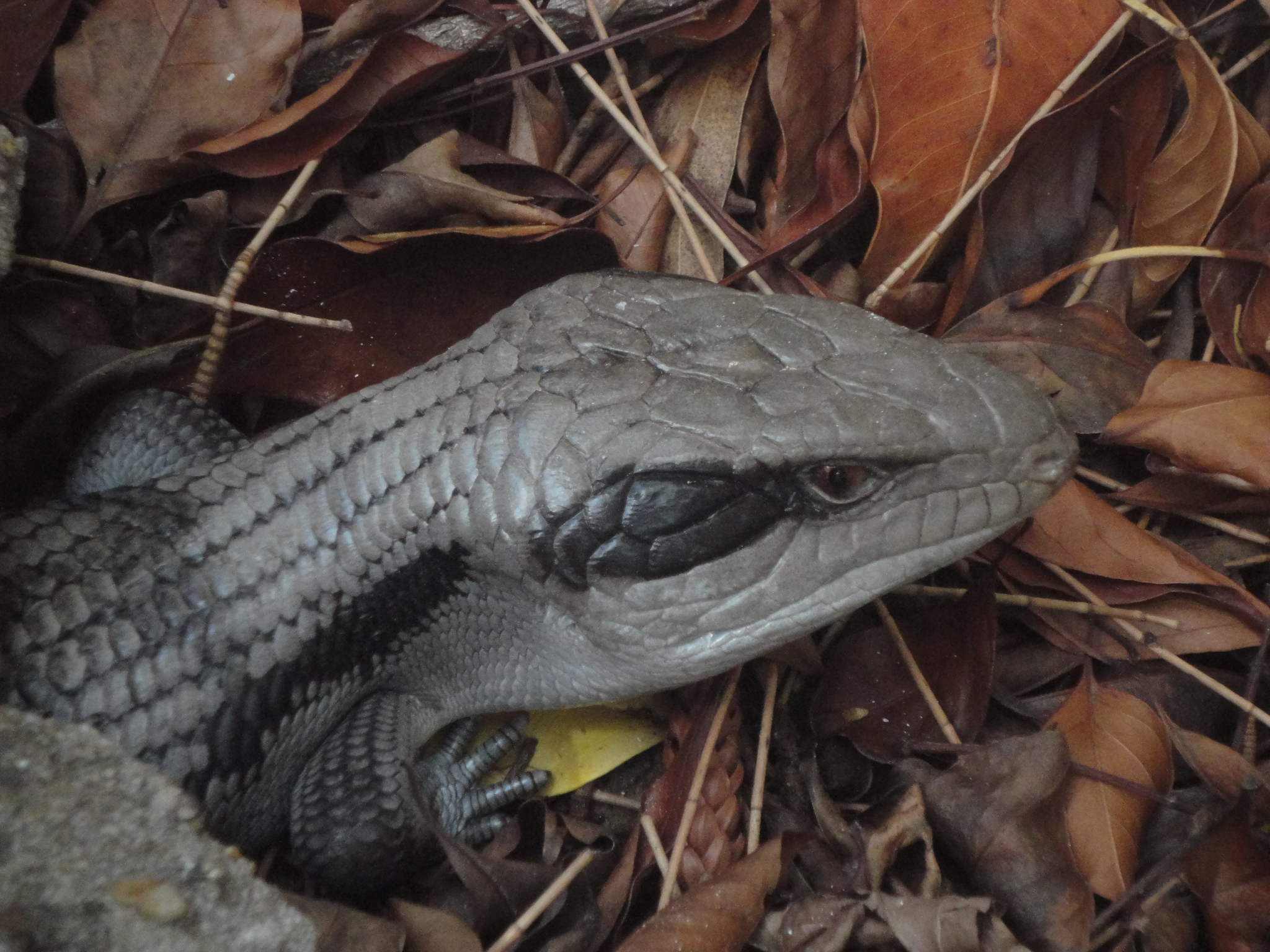 common bluetongue, eastern bluetongue, eastern blue-tongued lizard, northern bluetongue