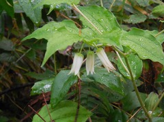 Prosartes smithii