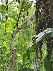 Leptopogon superciliaris