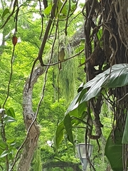 Leptopogon superciliaris