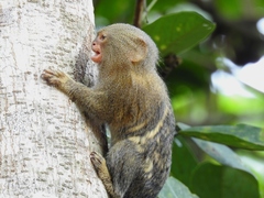 Cebuella niveiventris