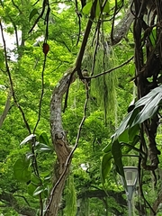 Leptopogon superciliaris