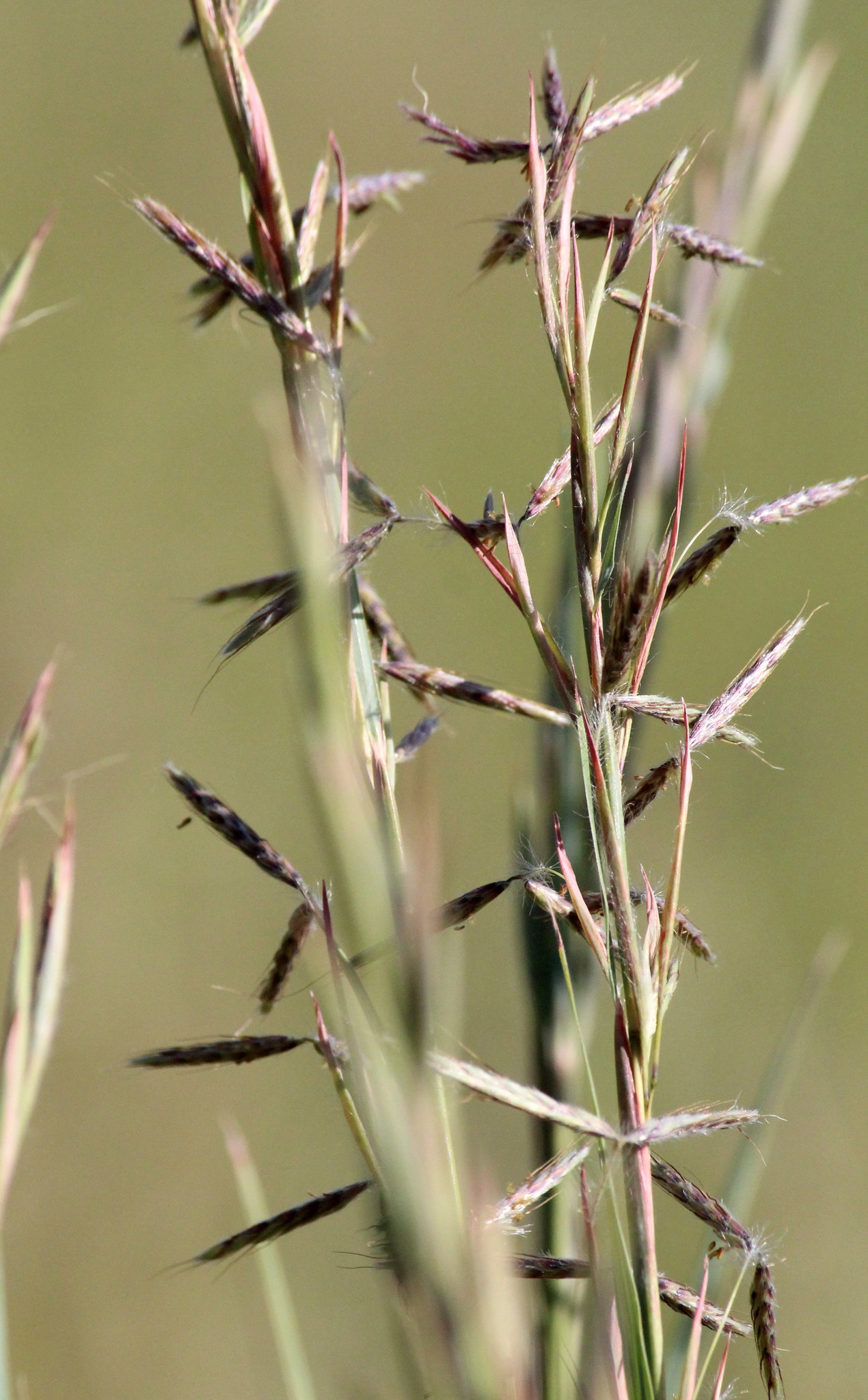 Hyparrhenia dregeana