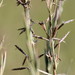Hyparrhenia dregeana - Photo (c) Ricky Taylor, μερικά δικαιώματα διατηρούνται (CC BY-NC), uploaded by Ricky Taylor