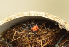Latrodectus curacaviensis