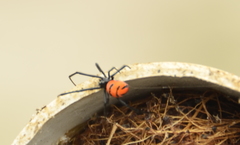 Latrodectus curacaviensis