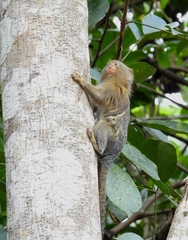 Cebuella niveiventris