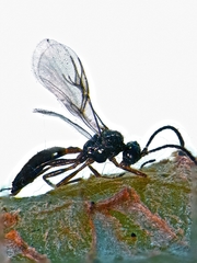 Diaeretiella rapae