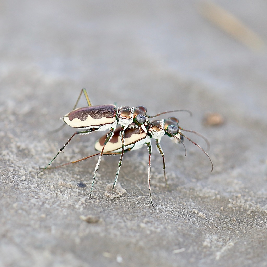 Cream-edged Tiger Beetle