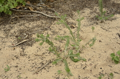 Portulaca elatior