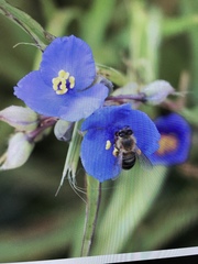 Tradescantia occidentalis