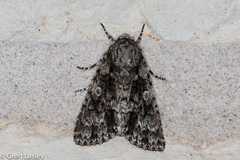 Acronicta brumosa
