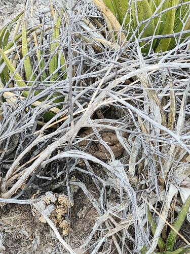 Rock Rattlesnake