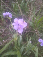 Tradescantia gigantea