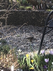 Fringilla coelebs