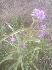 Tradescantia gigantea
