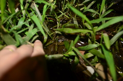 Physalaemus cuvieri