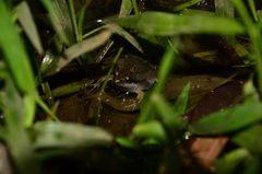Physalaemus cuvieri