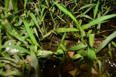 Physalaemus cuvieri