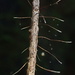 Mycena subvitrea - Photo (c) Damon Tighe, some rights reserved (CC BY-NC), uploaded by Damon Tighe