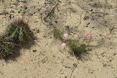 Mandevilla tenuifolia