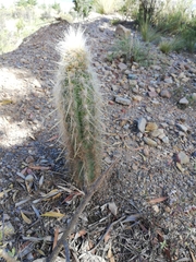 Oreocereus pseudofossulatus