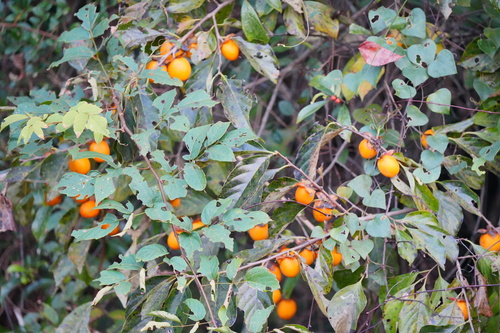 Diospyros kaki, photographed by an iNaturalist contributor