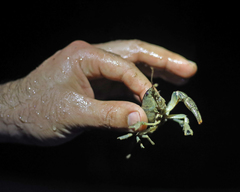 Lacunicambarus thomai