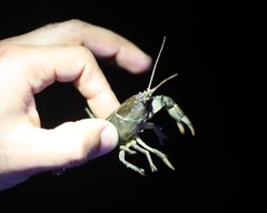 Lacunicambarus thomai