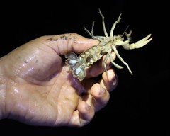 Lacunicambarus thomai