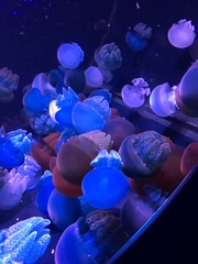 Discomedusae