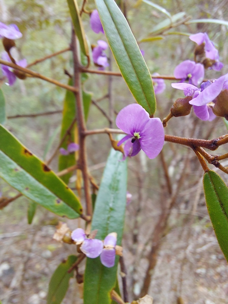 Purple Bush Pea from Numinbah Valley QLD 4211, Australia on November 25 ...