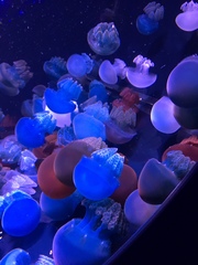 Discomedusae