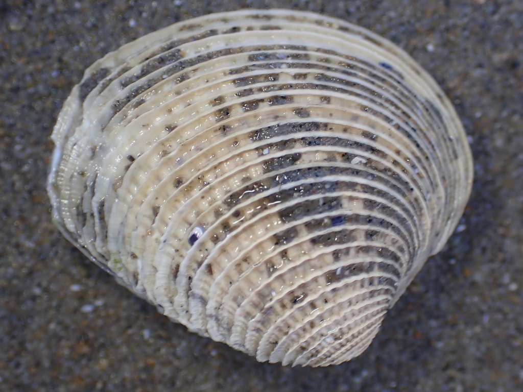 frilled venus