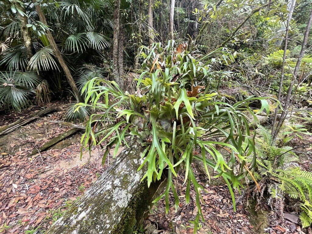 staghorn ferns from Ewingar State Forest, Rocky River, NSW, AU on ...