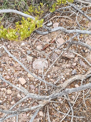Desert Millipede