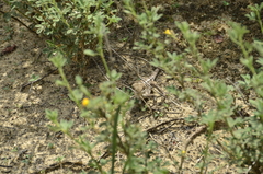 Enyalius bibronii
