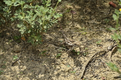Enyalius bibronii