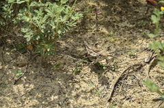 Enyalius bibronii