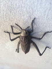Dictyophorus griseus