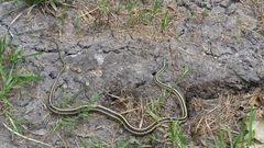 Thamnophis proximus proximus