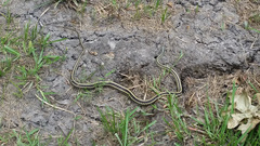 Thamnophis proximus proximus