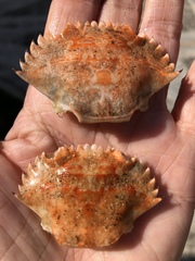 Charybdis hellerii