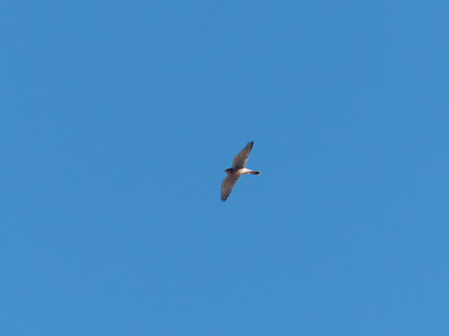 iNaturalist observation photo of American Kestrel