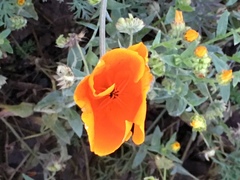 Eschscholzia californica