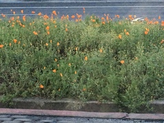 Eschscholzia californica